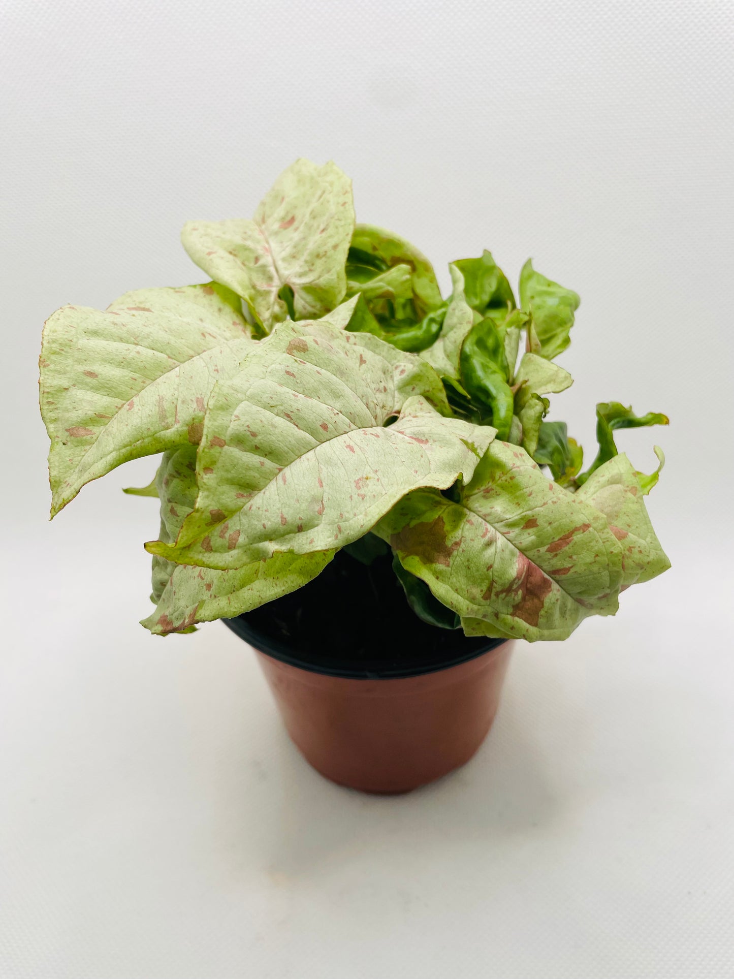 Syngonium Strawberry Milk 4” pot