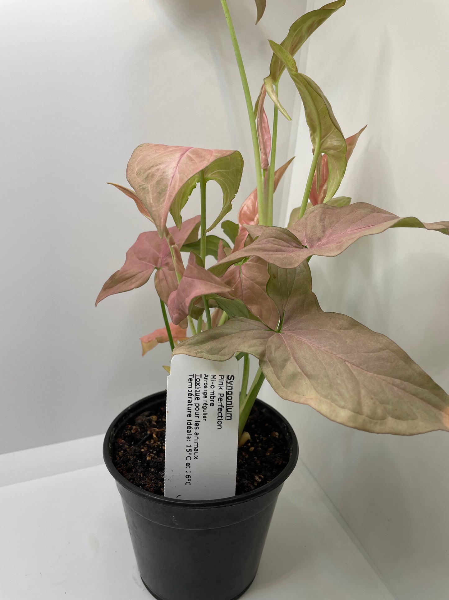 Syngonium Pink Perfection