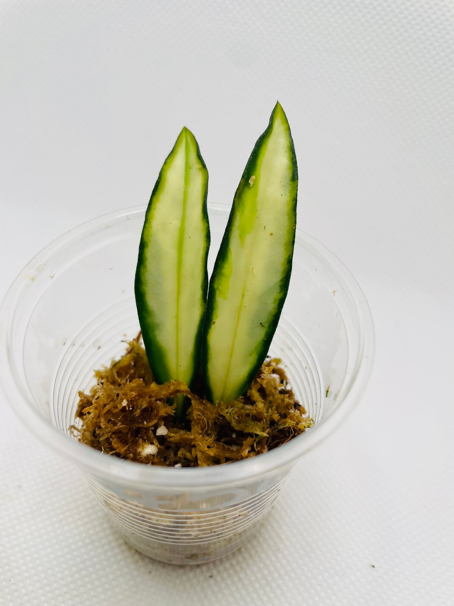 Hoya Wayetii variegated #56