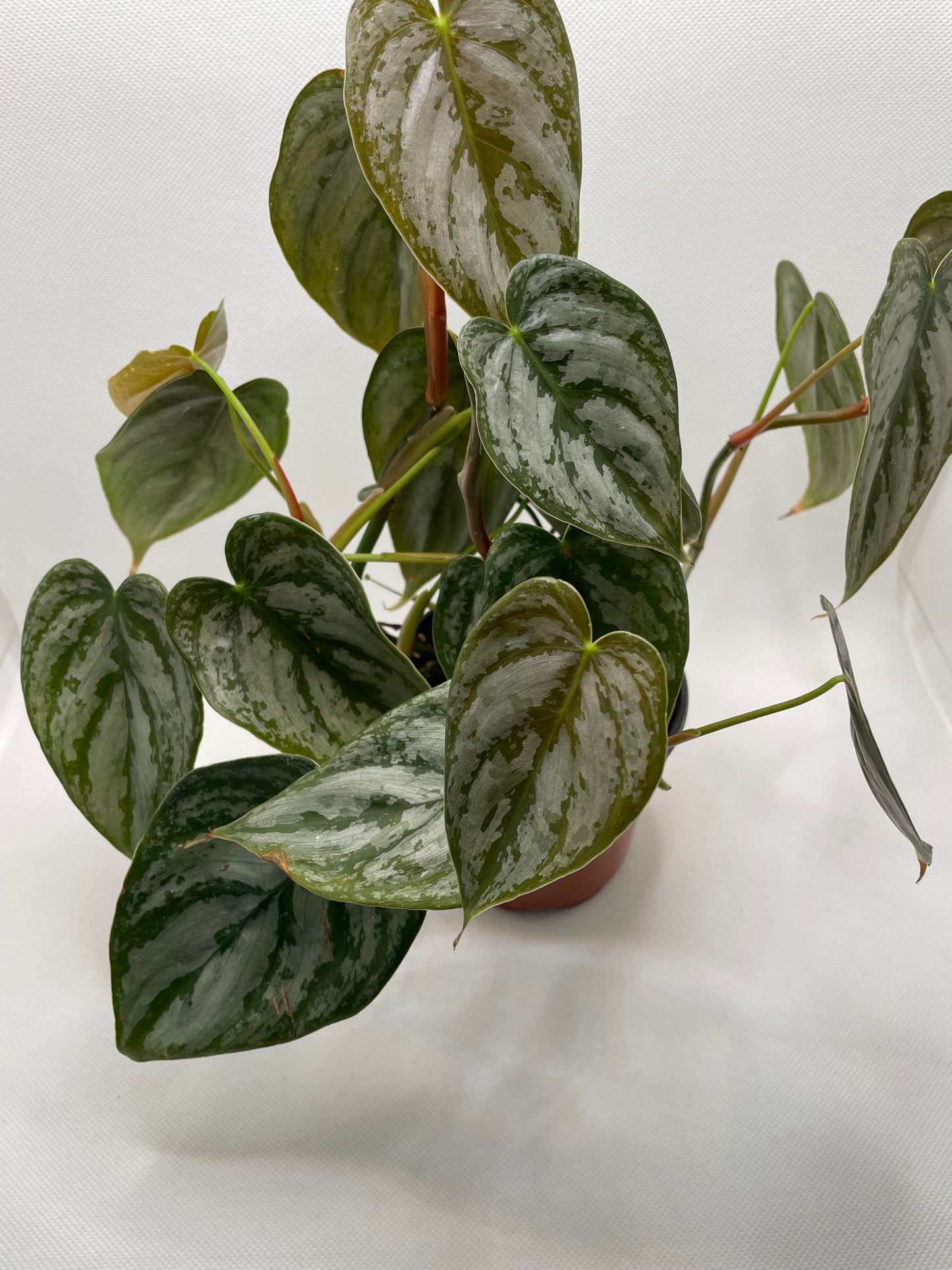 Philodendron Brandtianum 4” pot