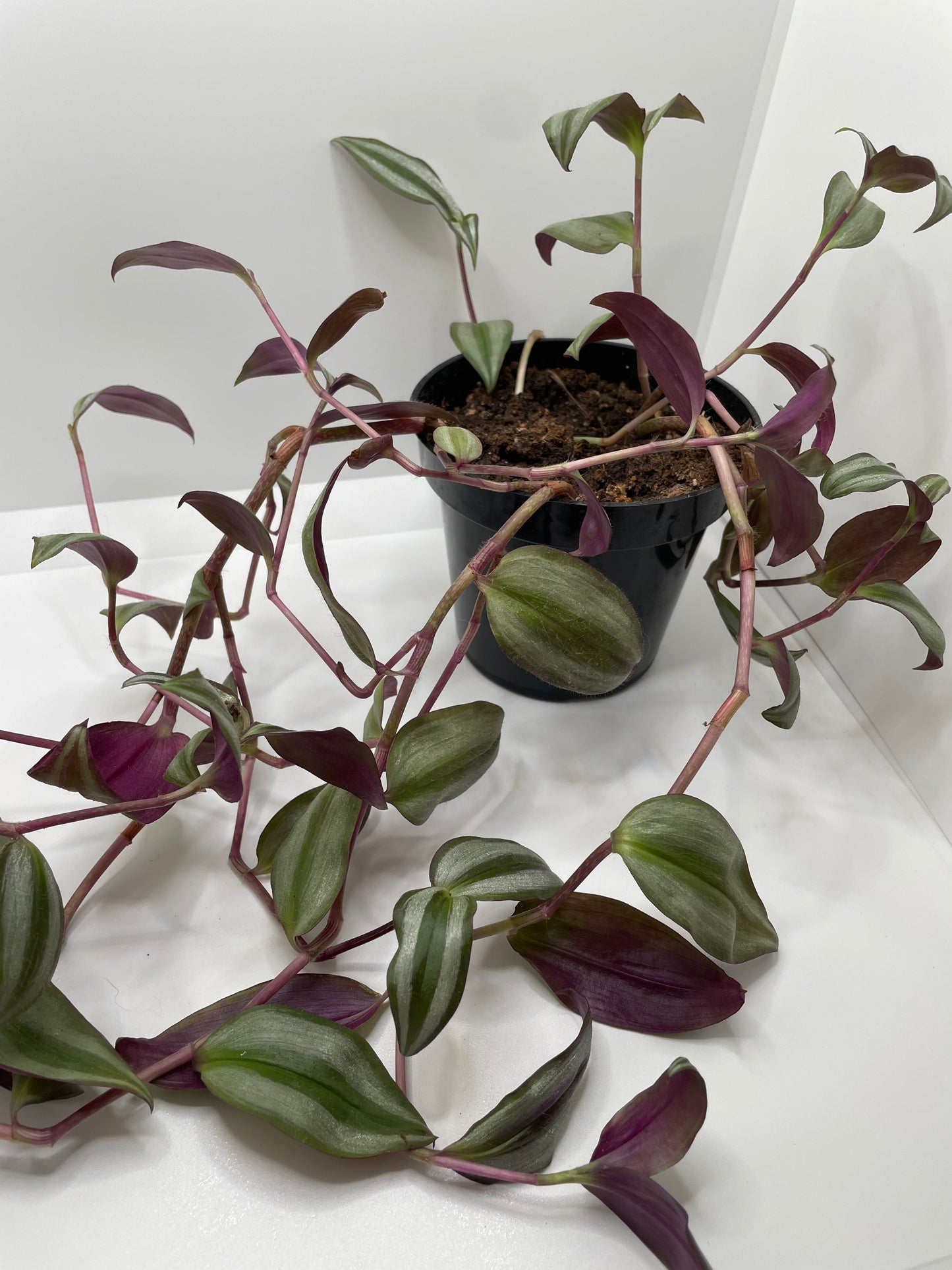 Tradescantia Zebrina
