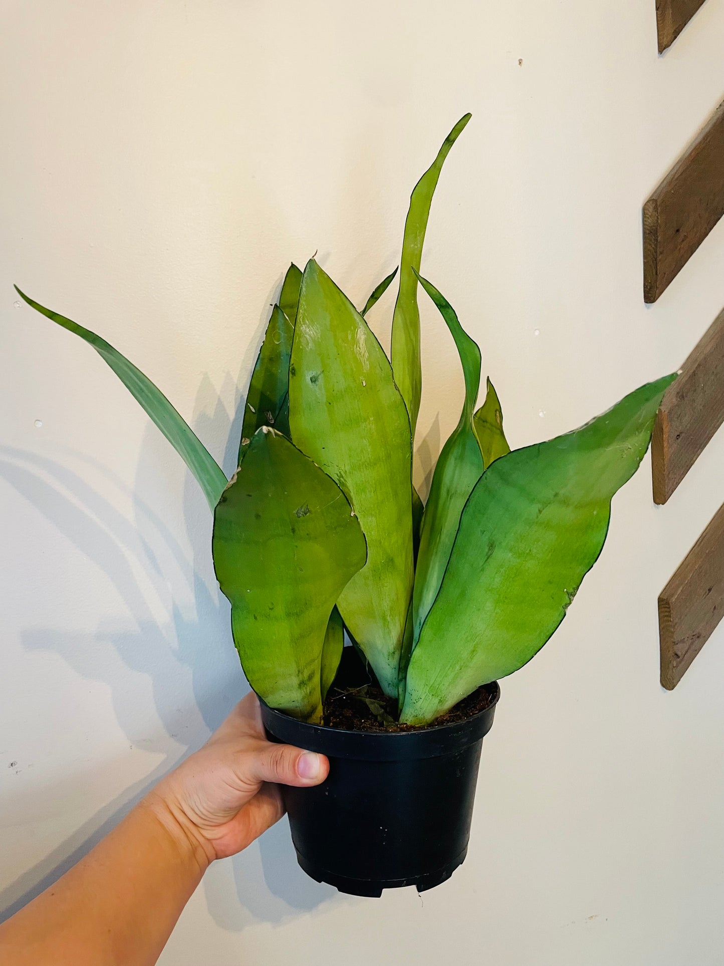 Sansevieria Moonshine