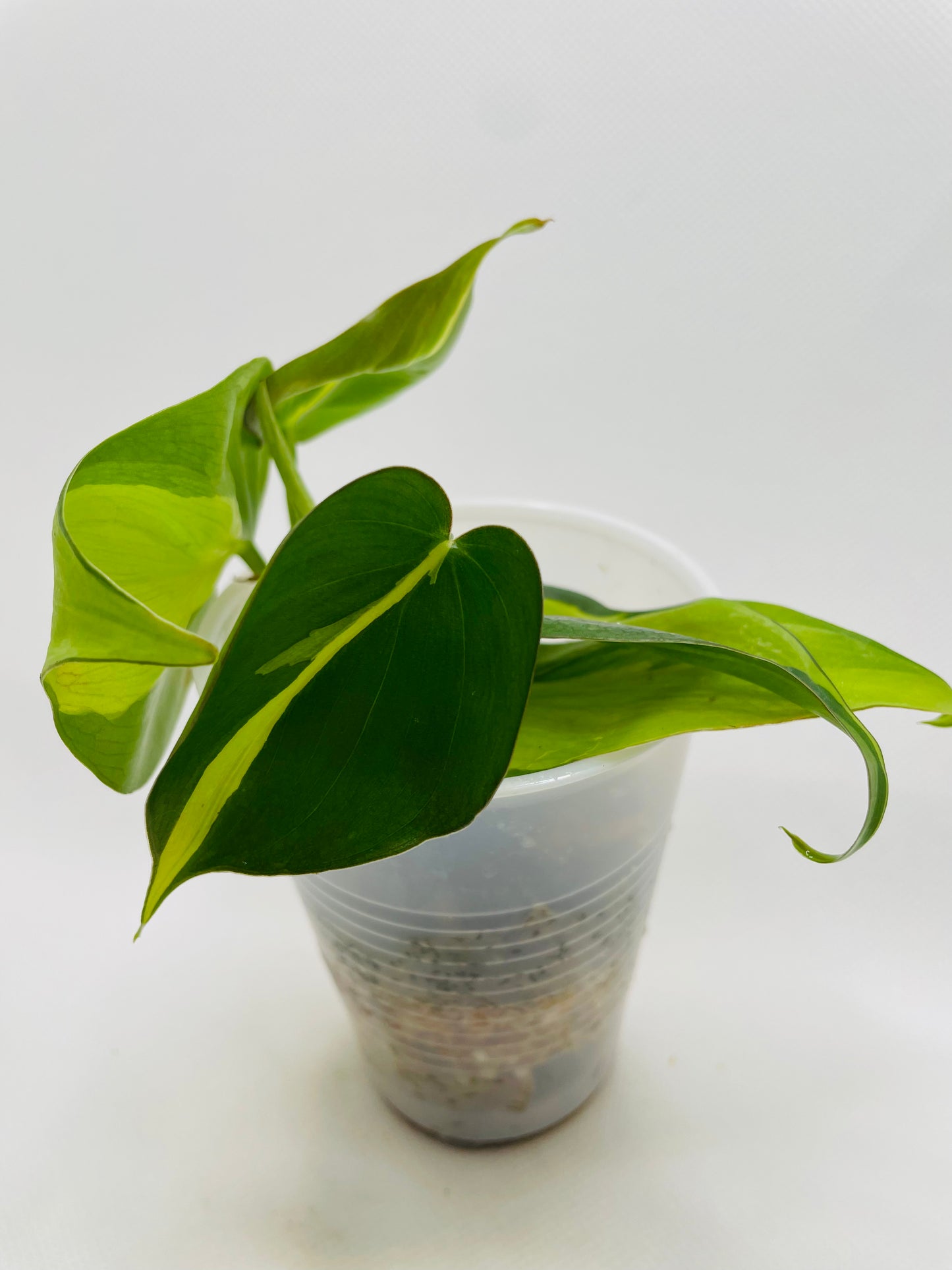 Philodendron Brazil #28