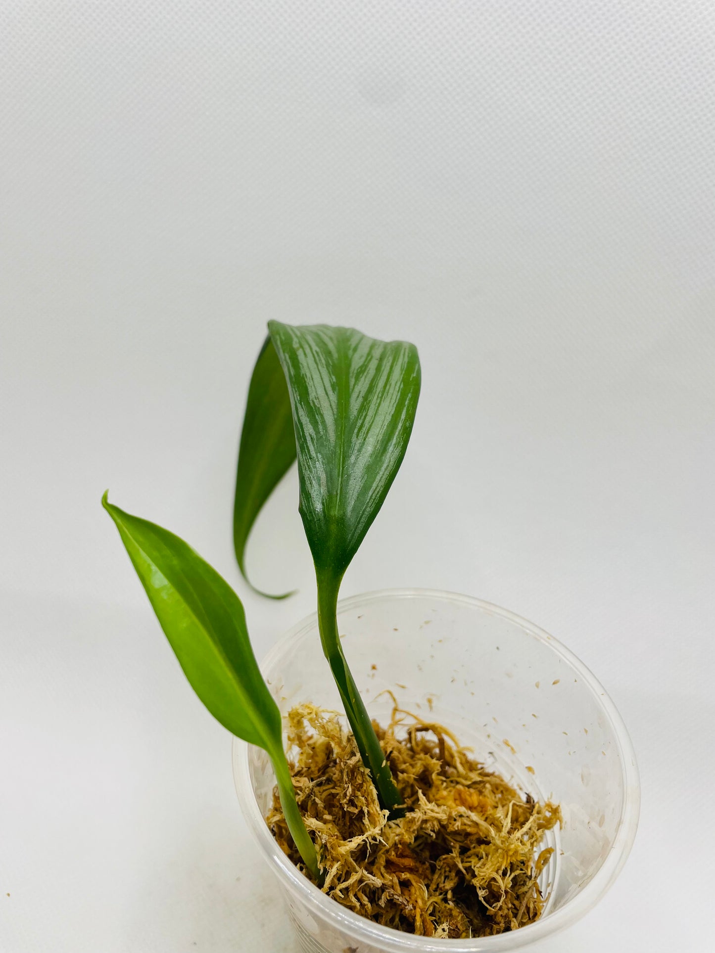 Epipremnum Amplissimum Silver #36