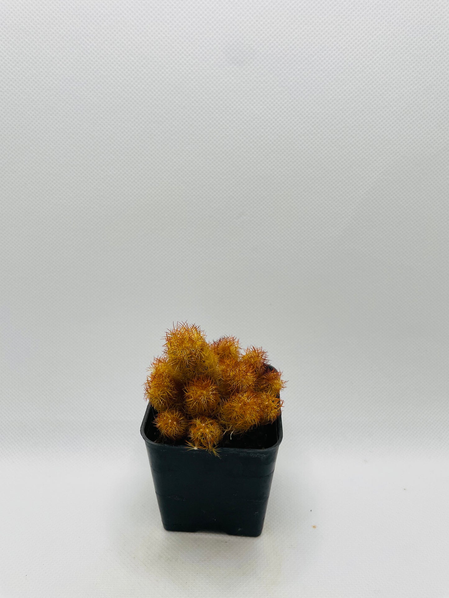 Mammillaria Elongata 3” pot