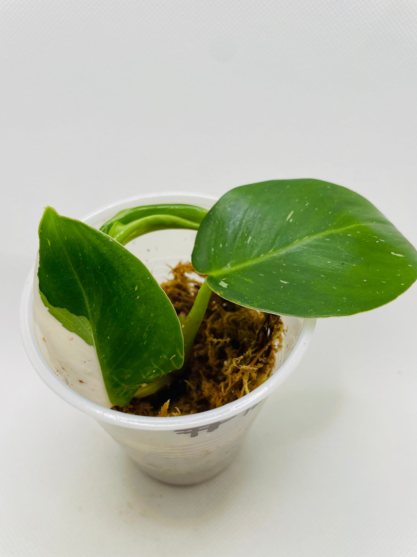 Philodendron White Princess #10