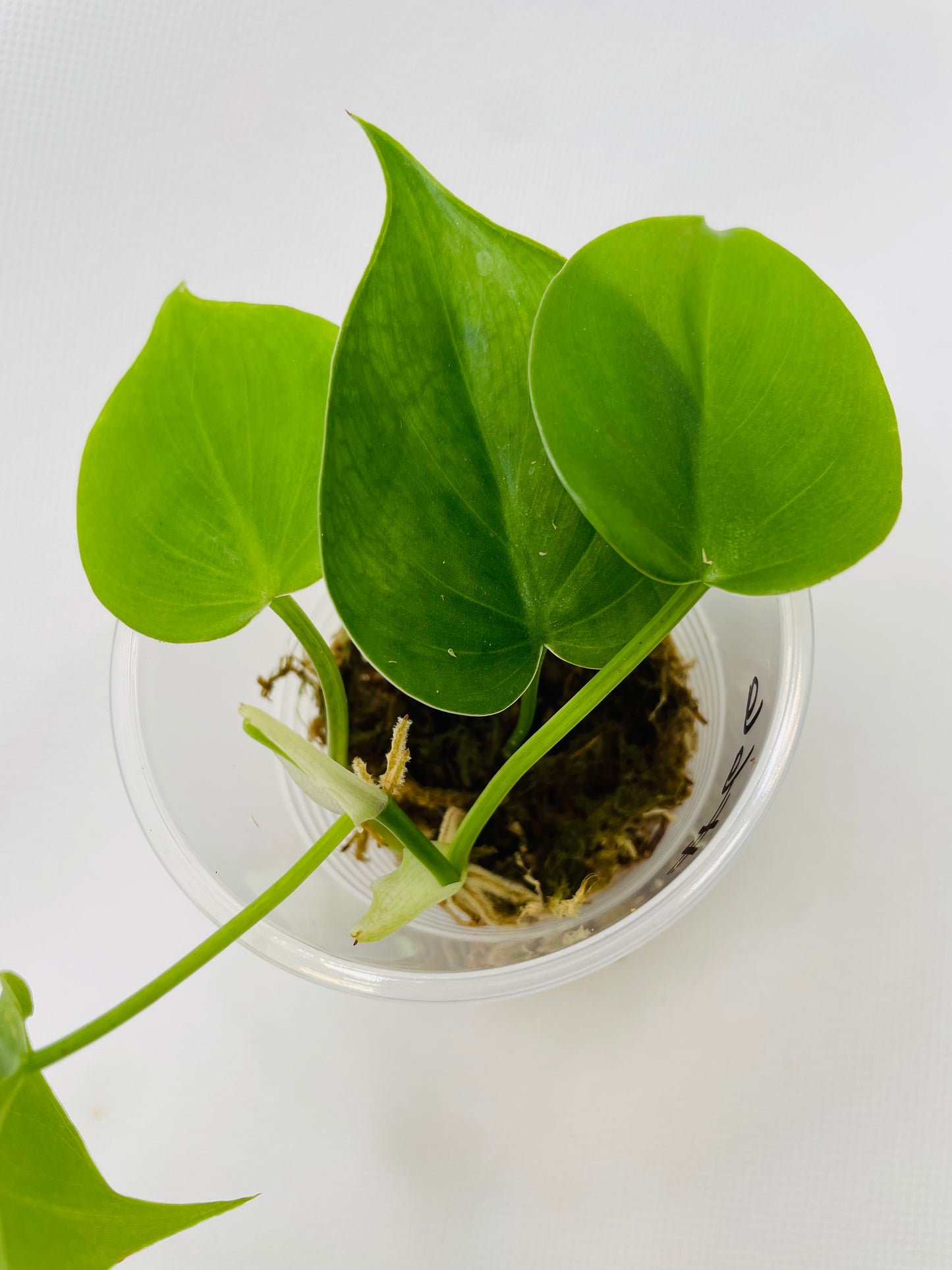 Philodendron Heartleaf #66