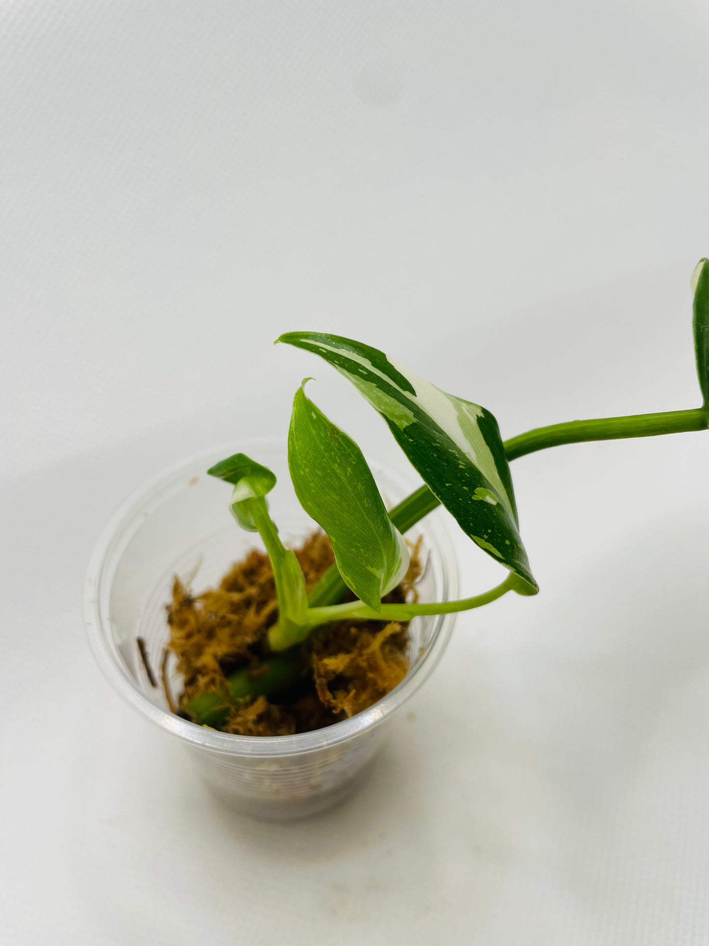 Philodendron White Princess #12