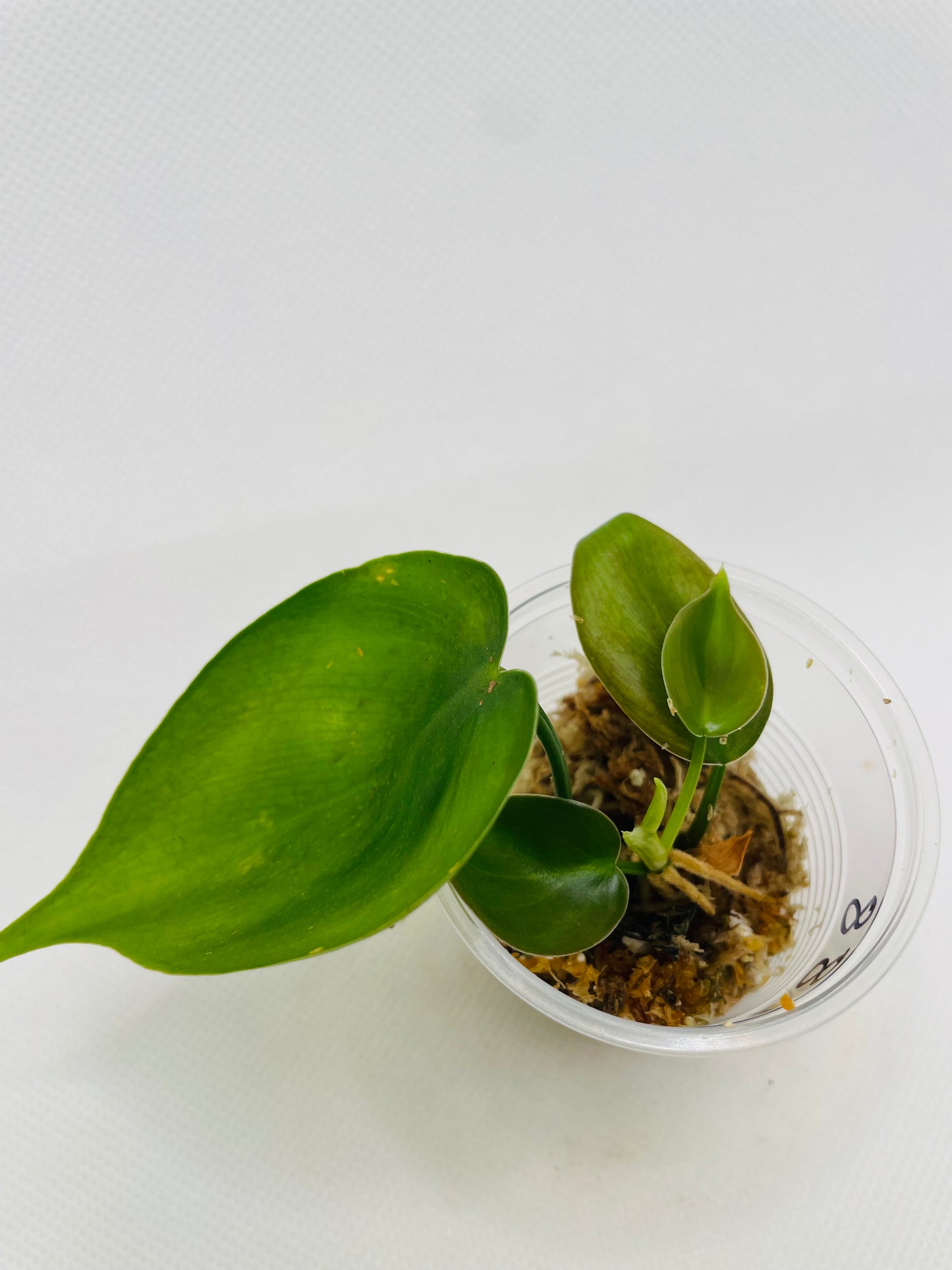 Philodendron Heartleaf #88