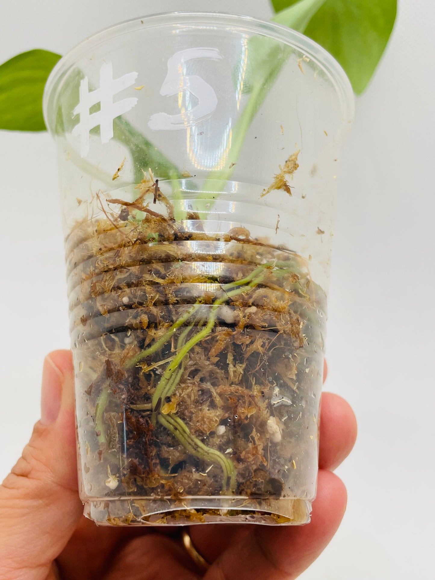 Scindapsus Picta Silver #5