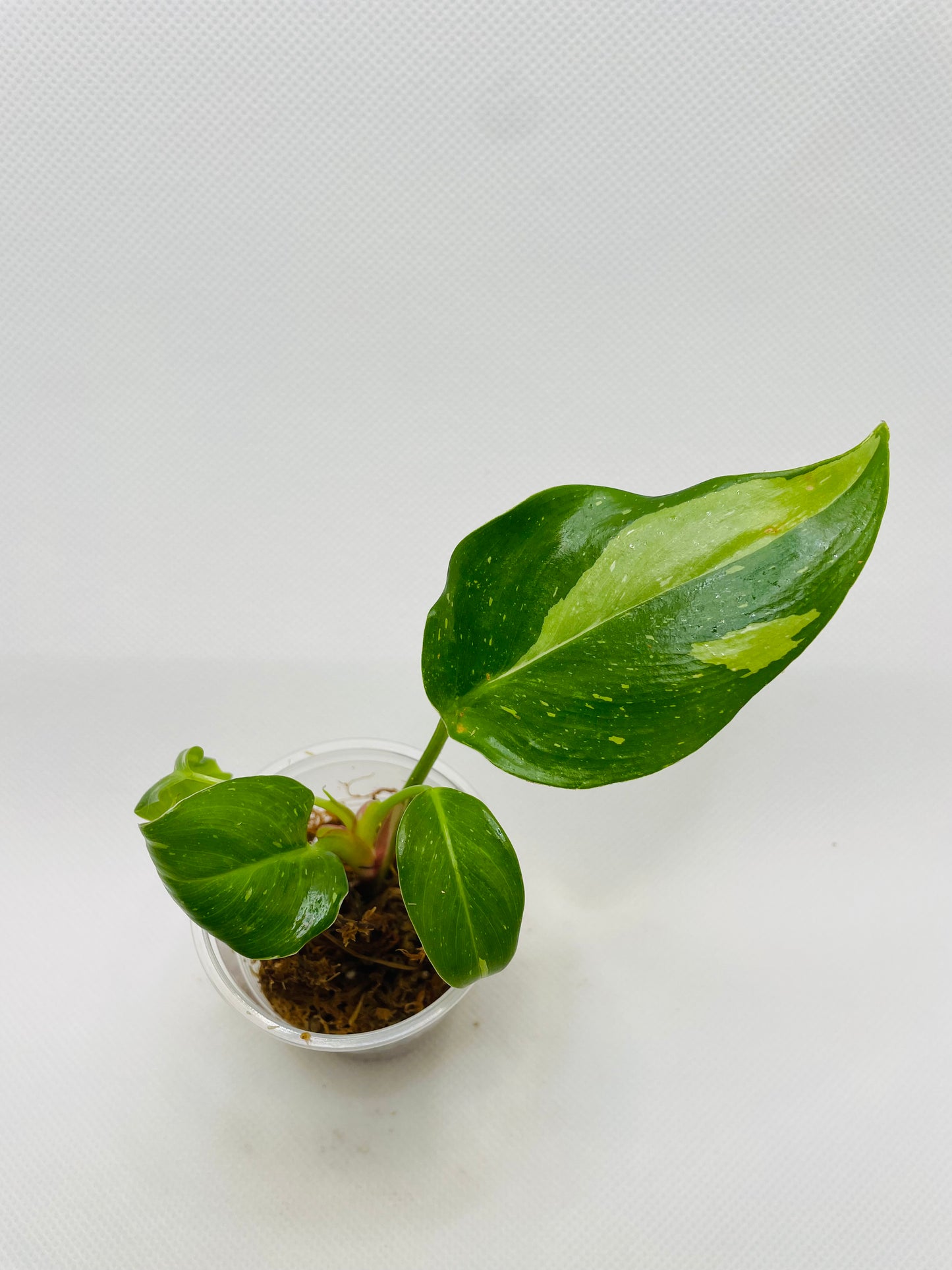 Philodendron White Princess #11