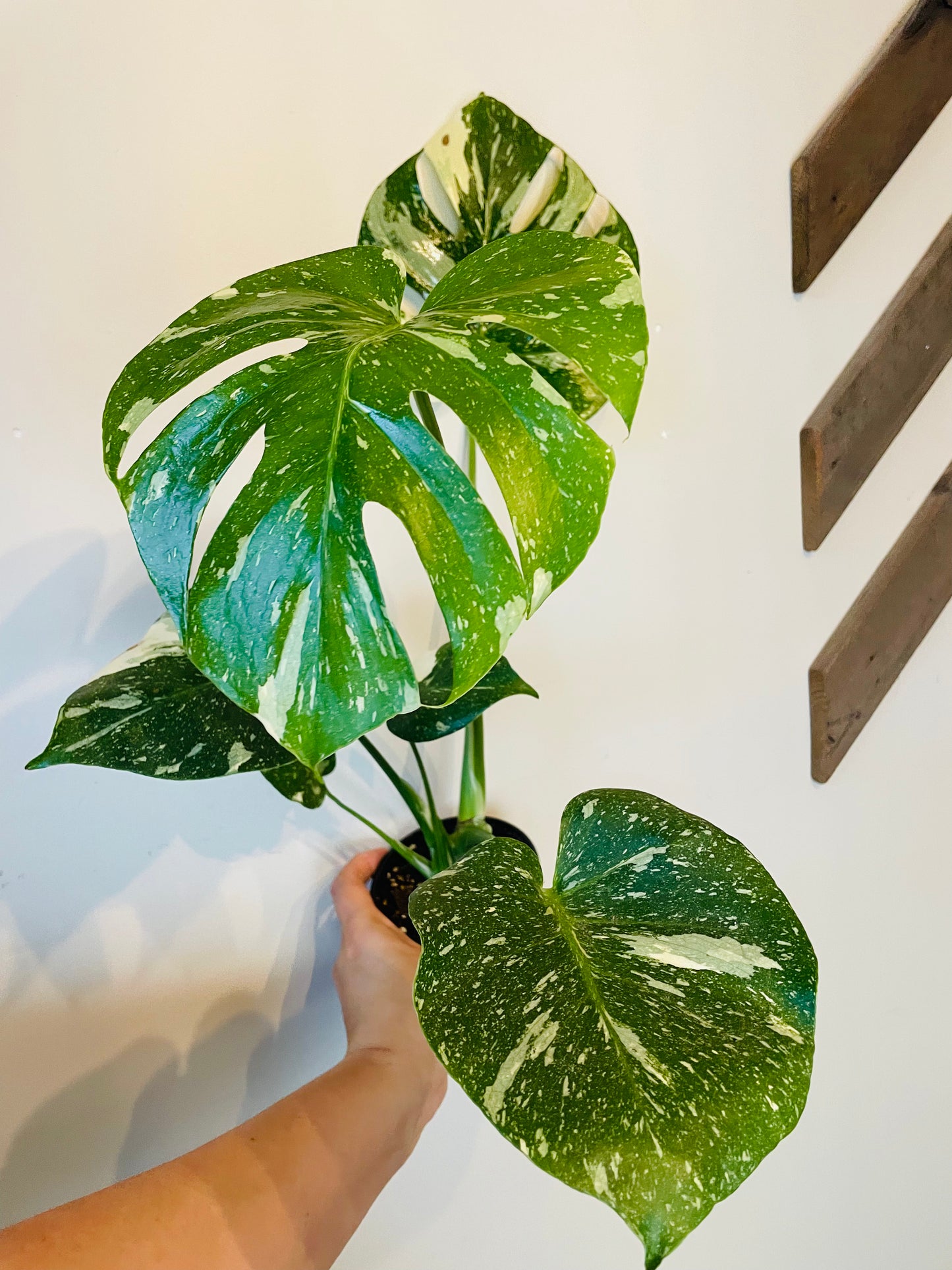 Monstera Thai Constellation