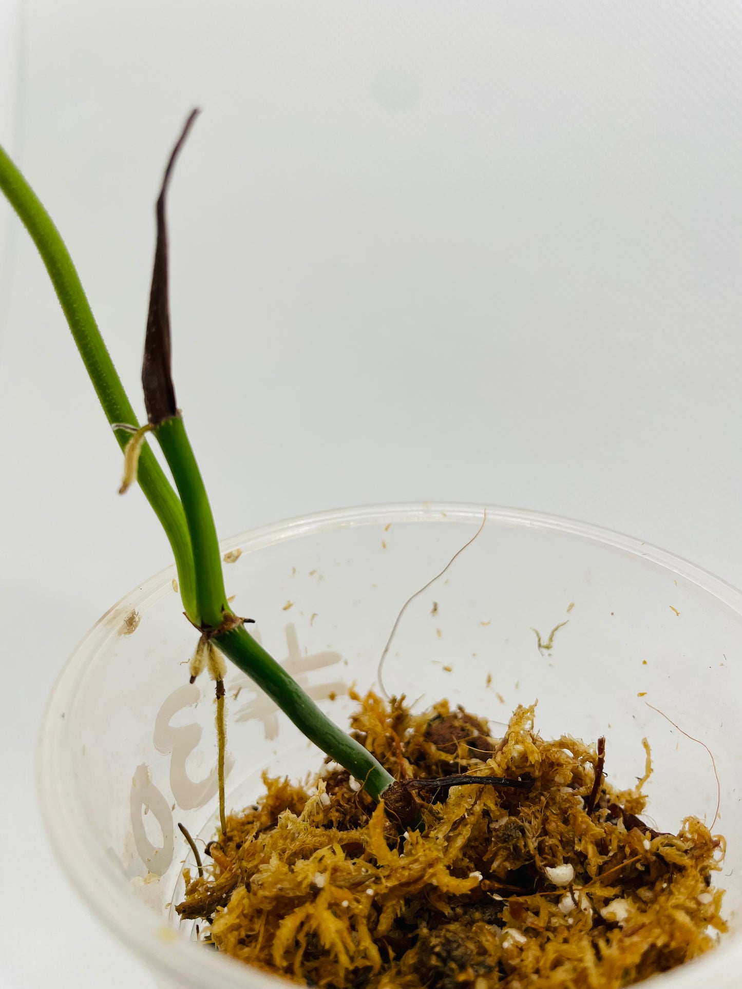 Philodendron Verrucosom #30