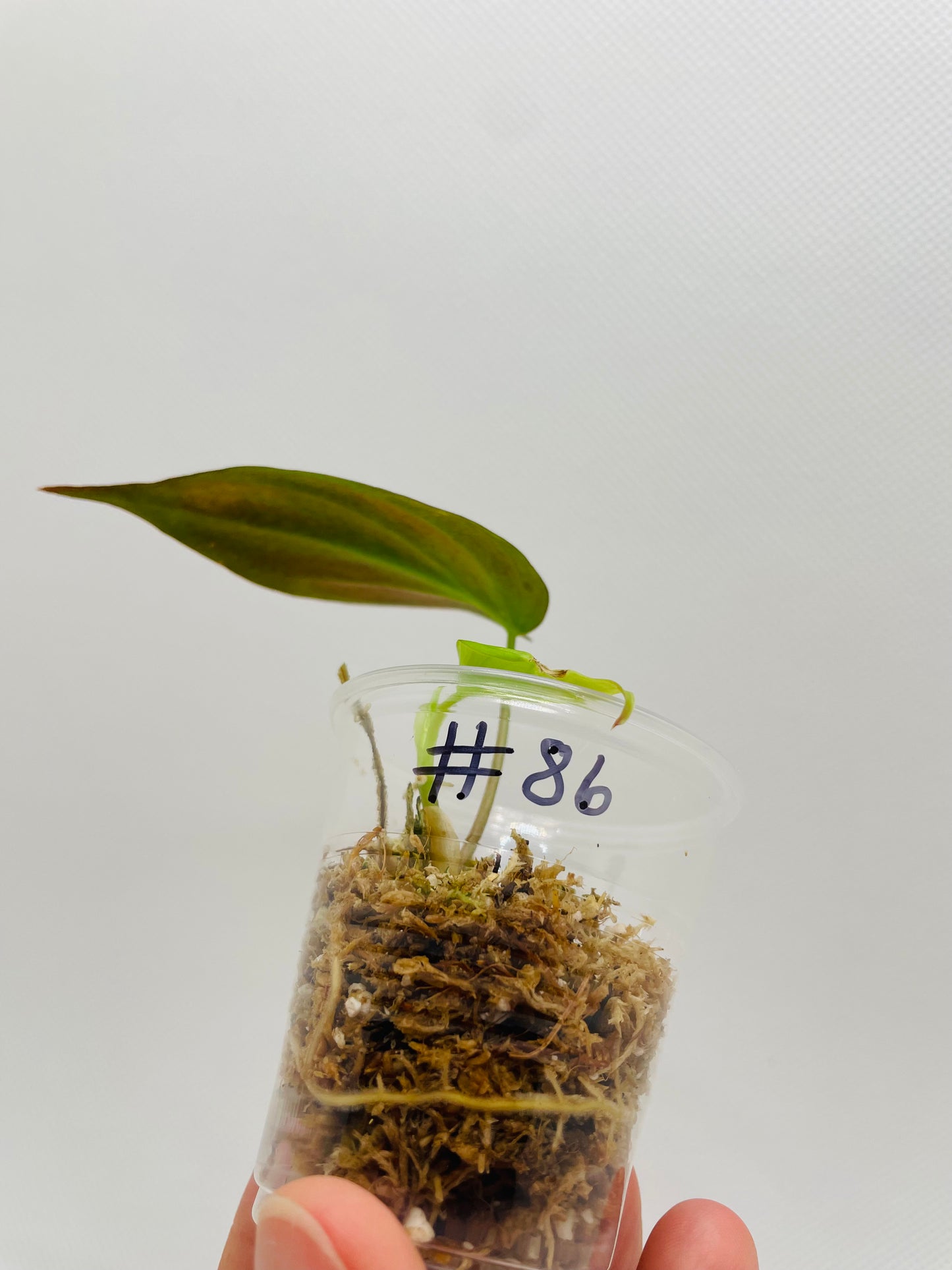 Philodendron Micans #86