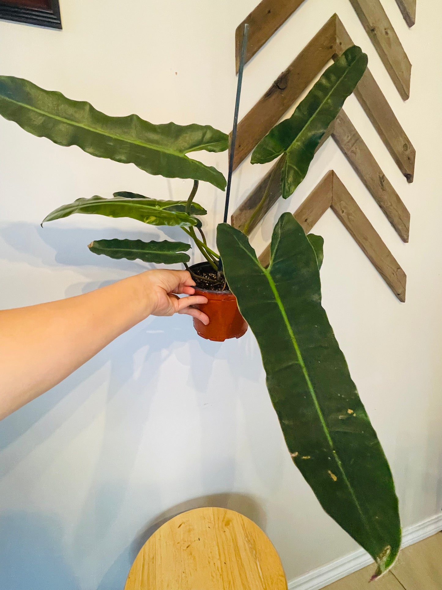 Philodendron Black Billitea