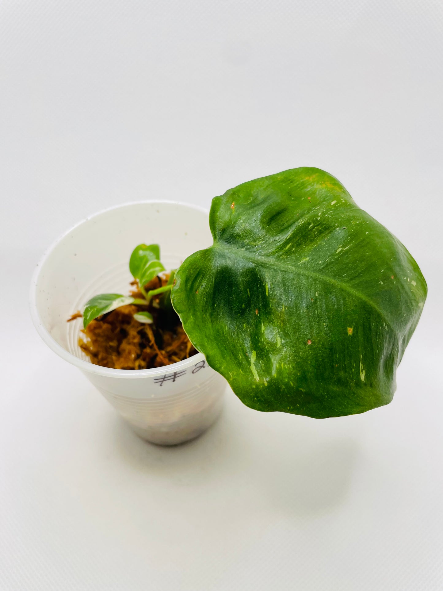 Philodendron White Princess #21