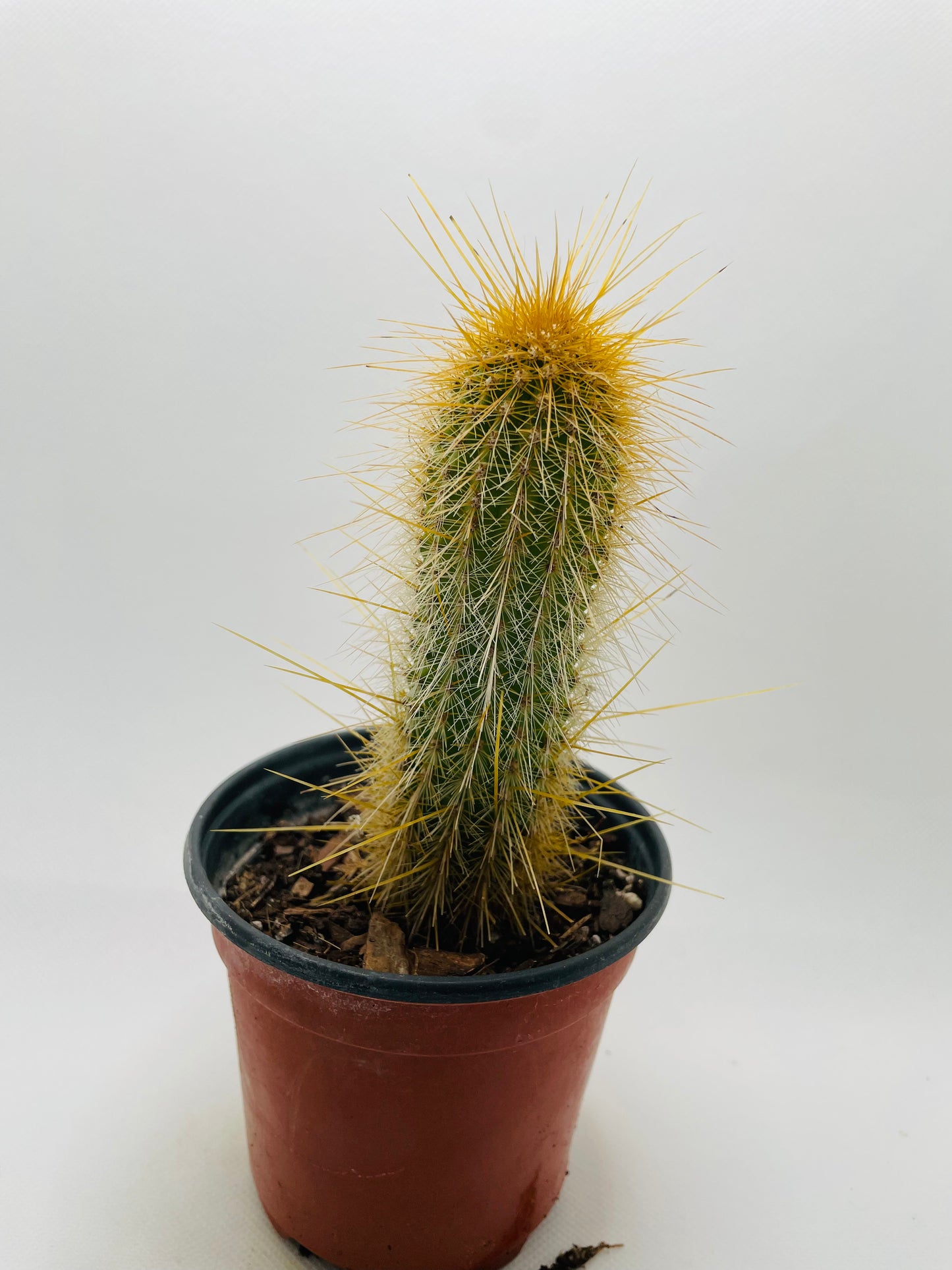 Micranthocereus cactus 4” pot