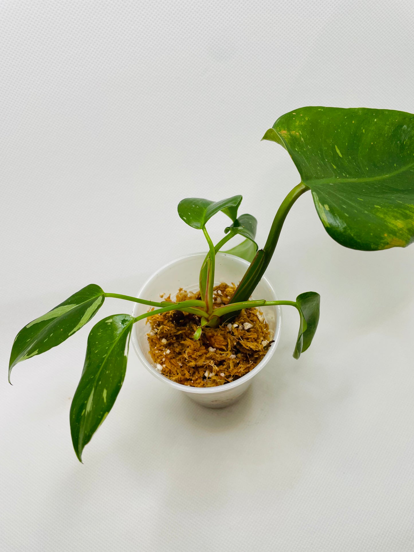 Philodendron White Princess #16