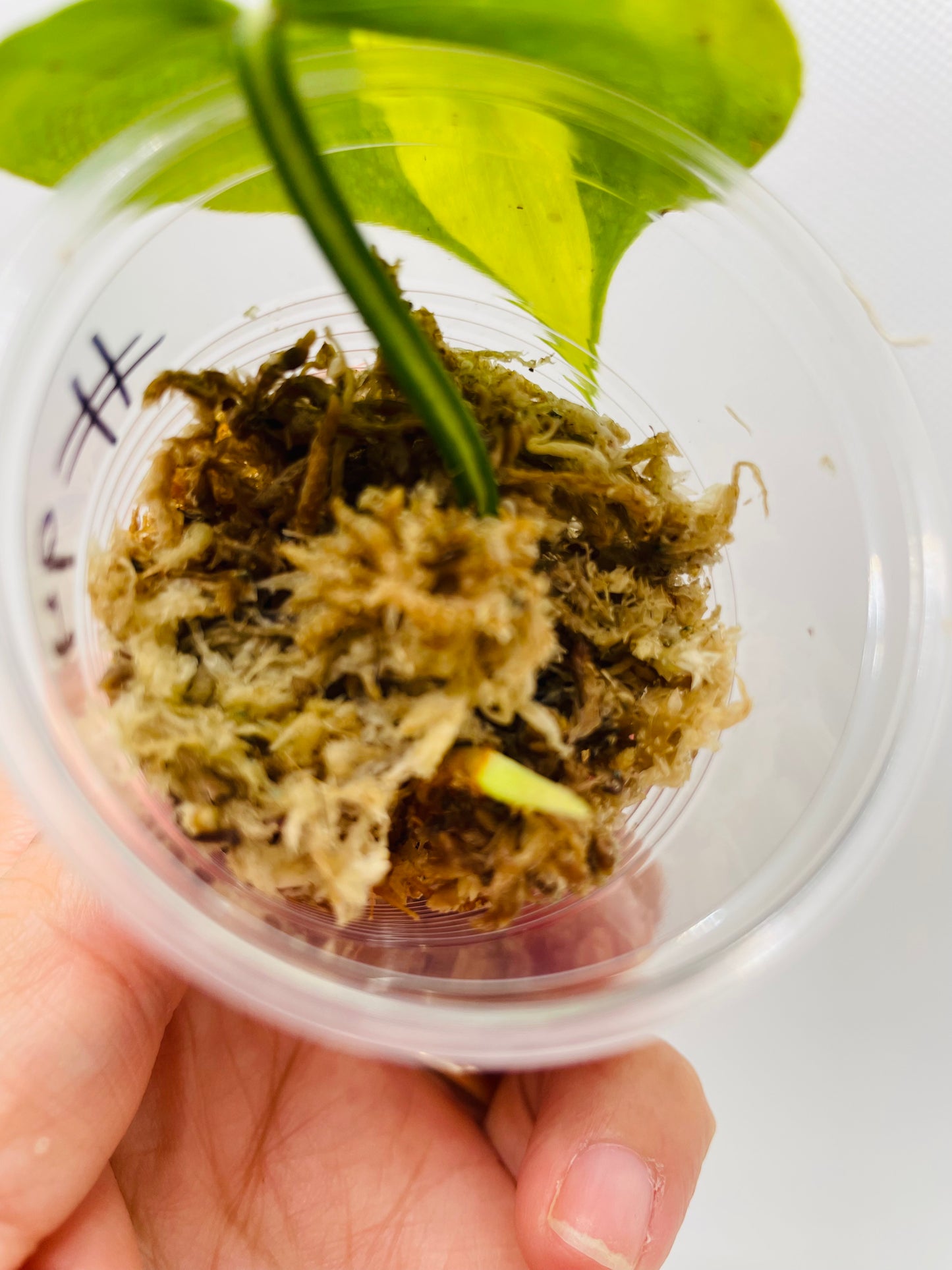 Philodendron Brazil #94