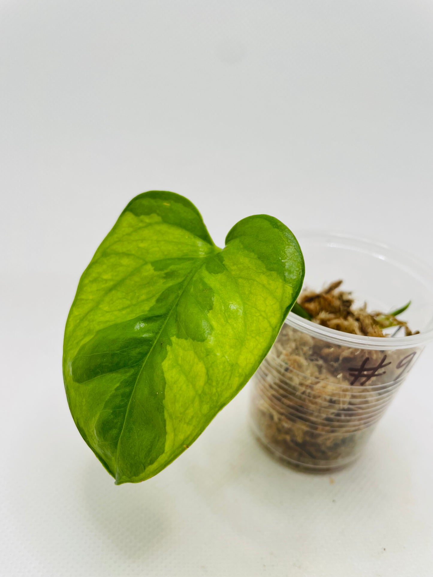 Lemon Meringue Pothos #91