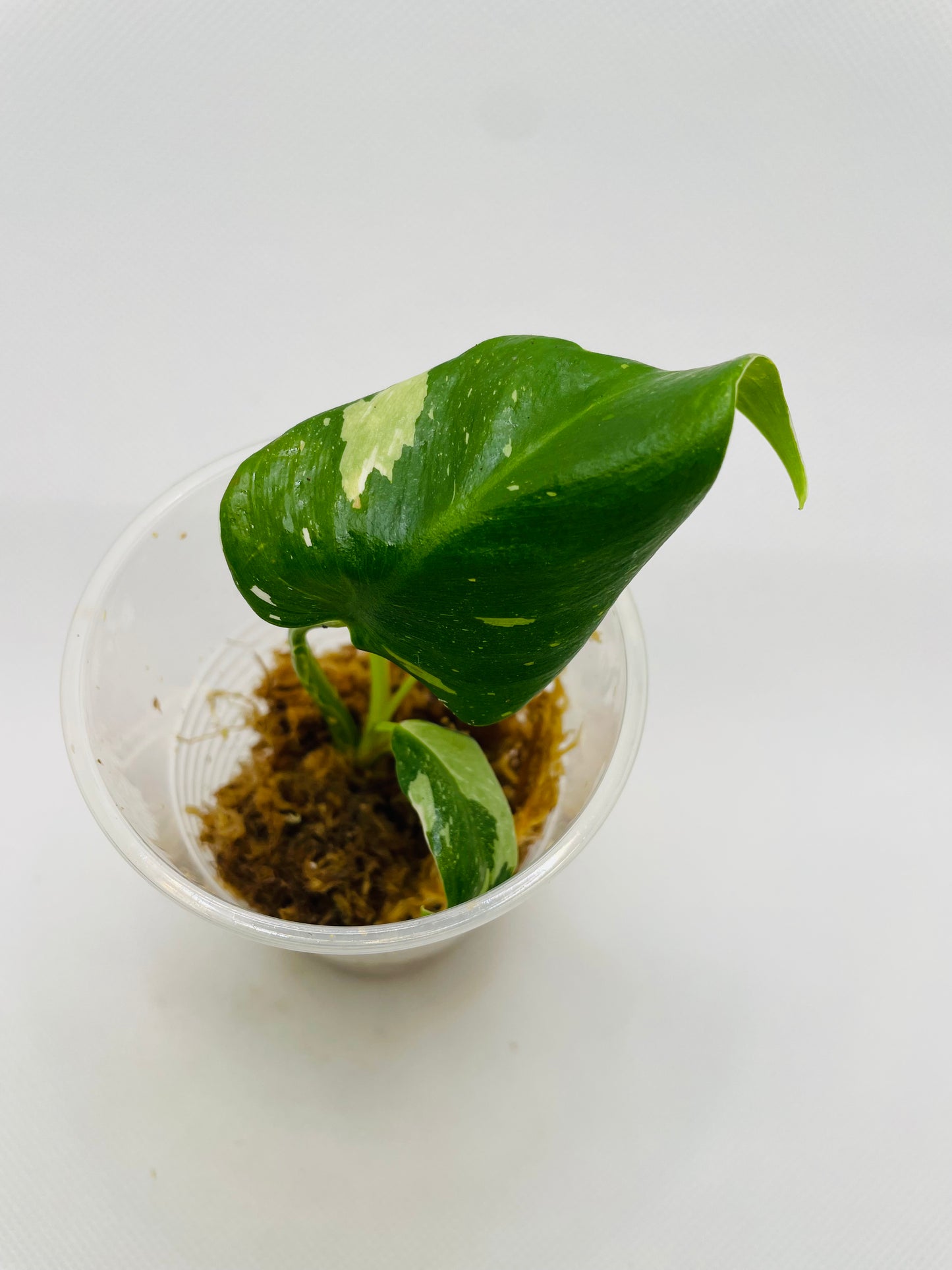 Philodendron White Princess #33