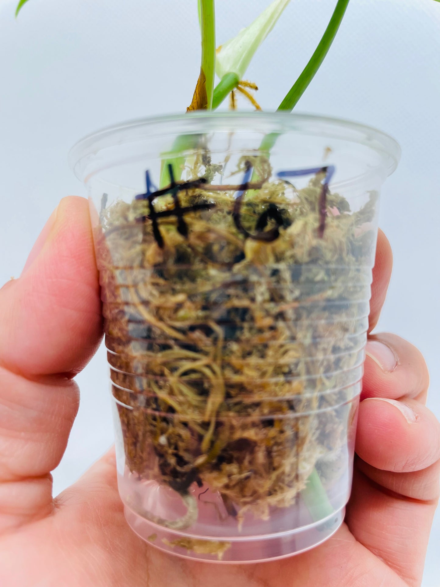 Philodendron Heartleaf #67