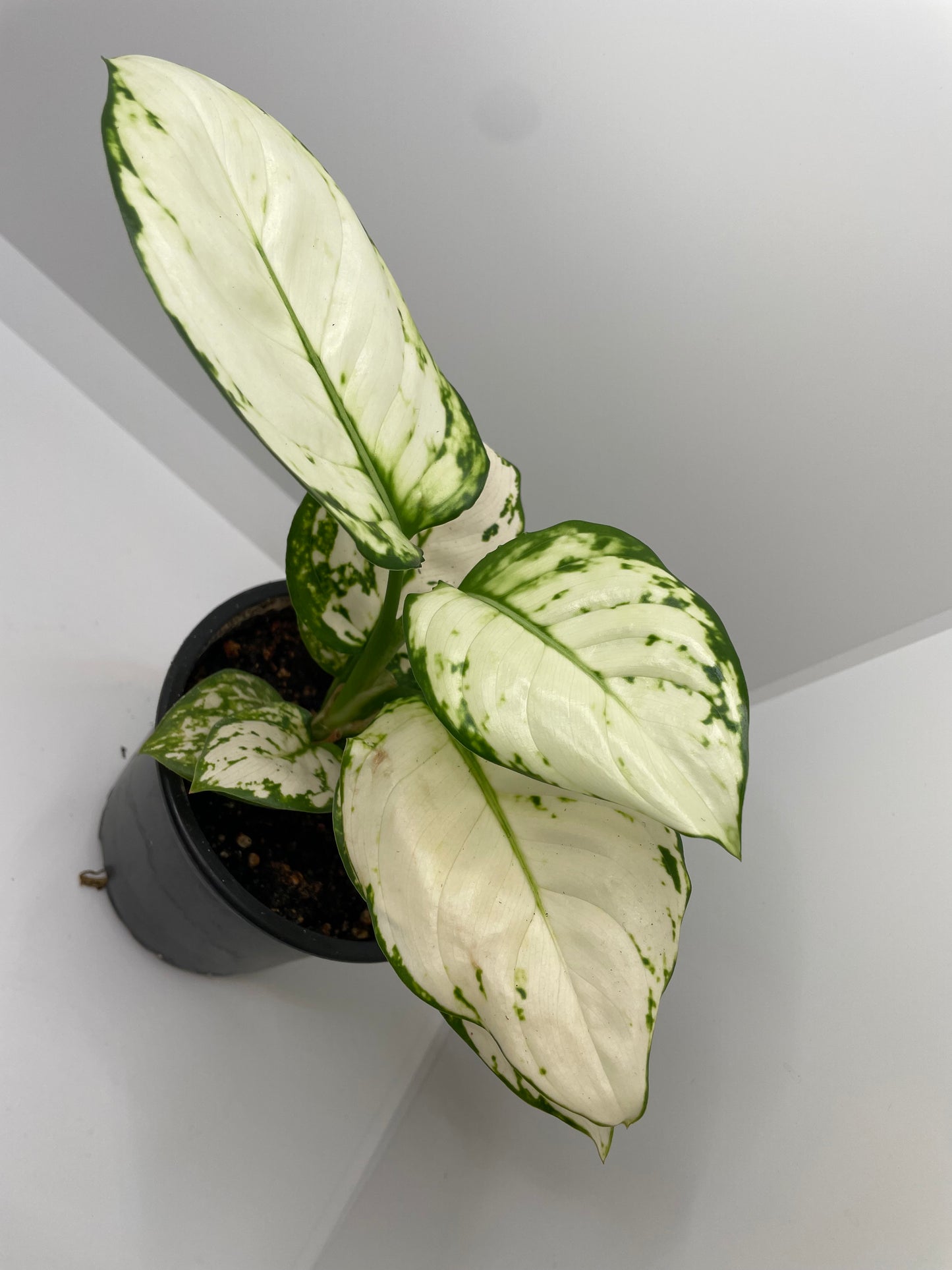 Aglaonema Super White