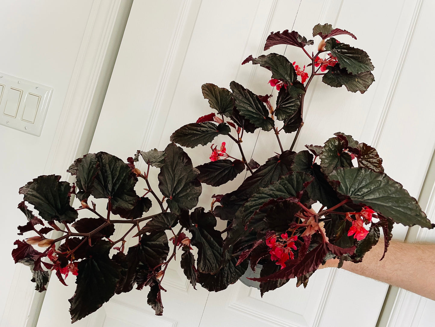 Begonia Black Magic 6” pot