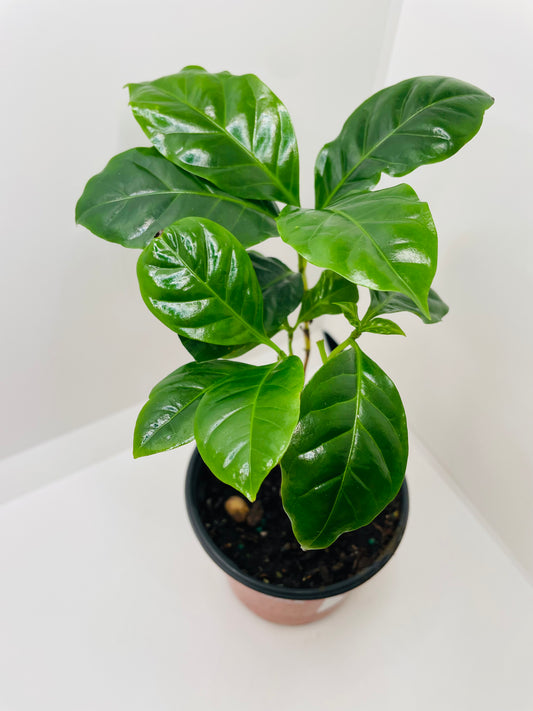 Coffee plant