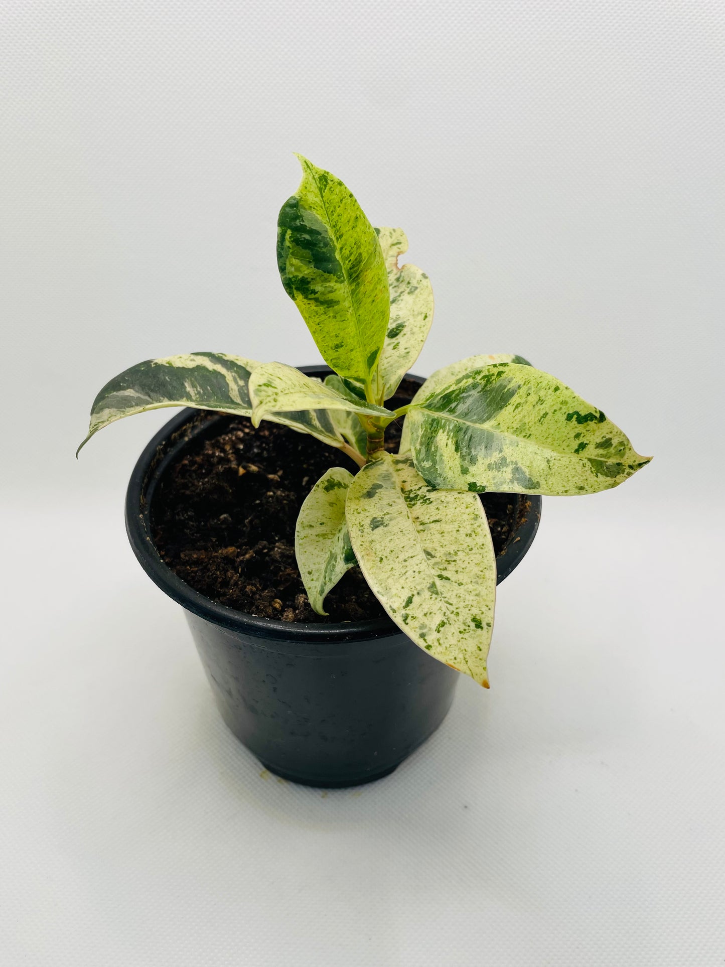 Ficus Schiveriana Moonshine 4” pot