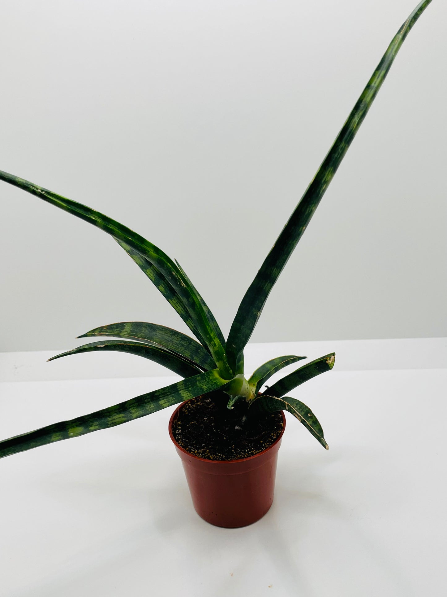 Sansevieria Fernwood Natural Shape