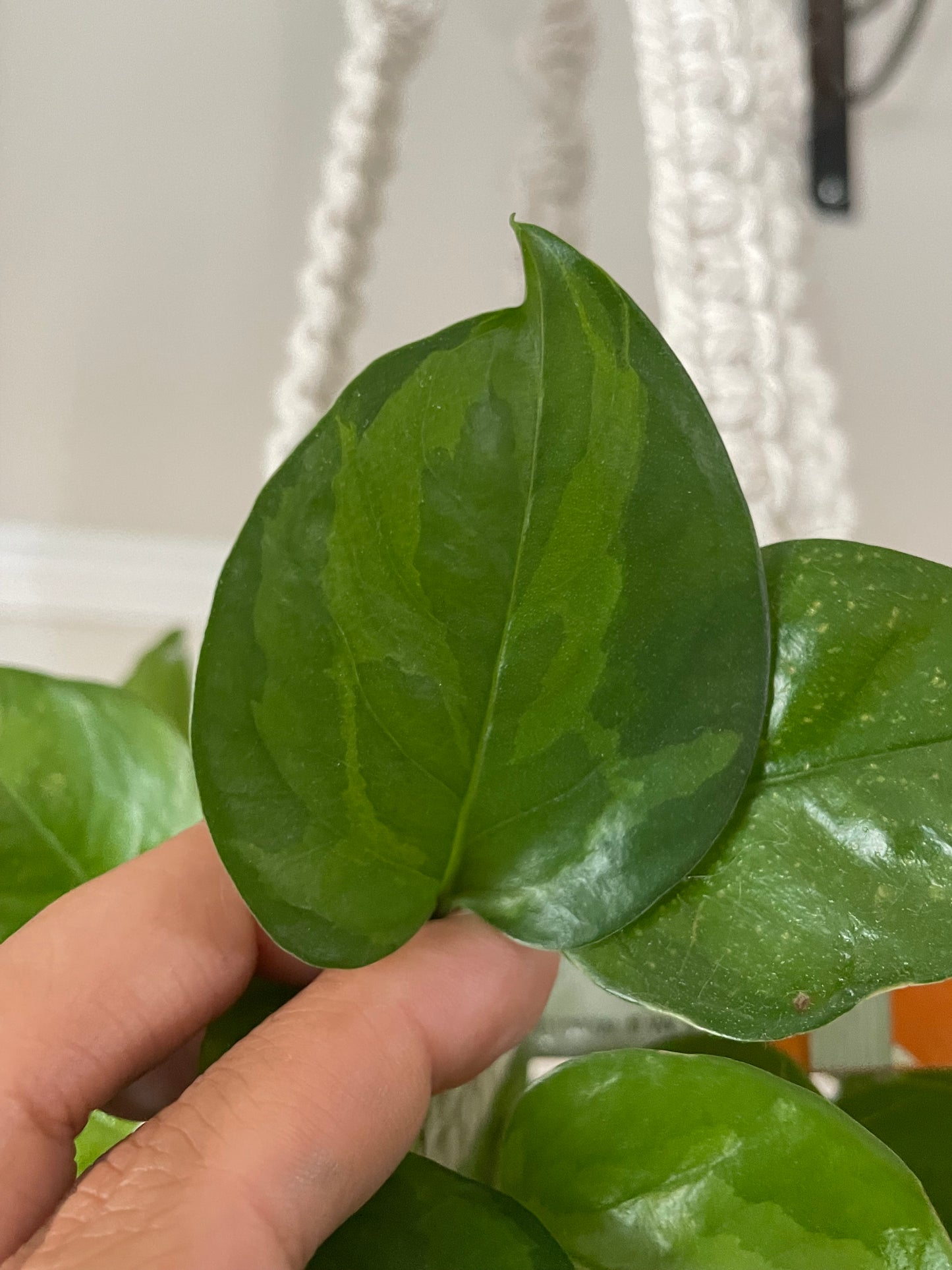 Emerald Pothos 4” pot