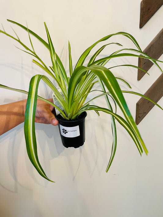 Spider plant