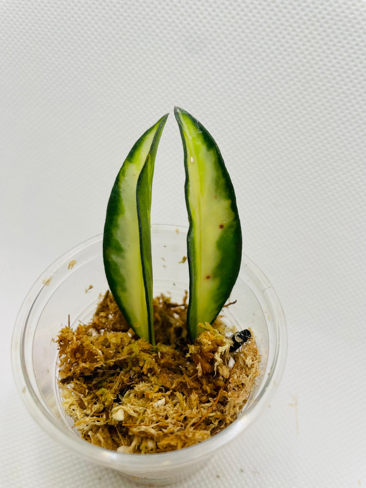 Hoya Wayetii variegated #59