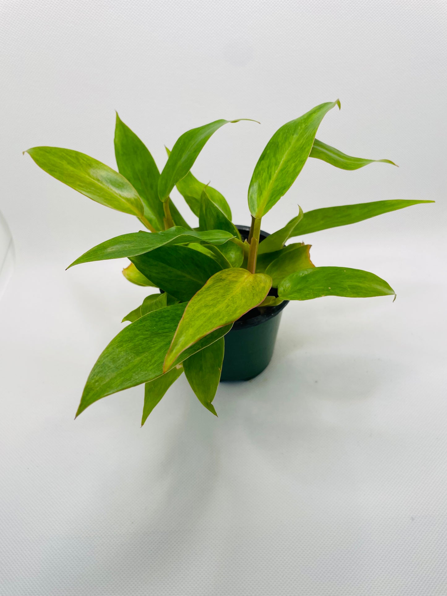 Philodendron Quad Colour 4” pot