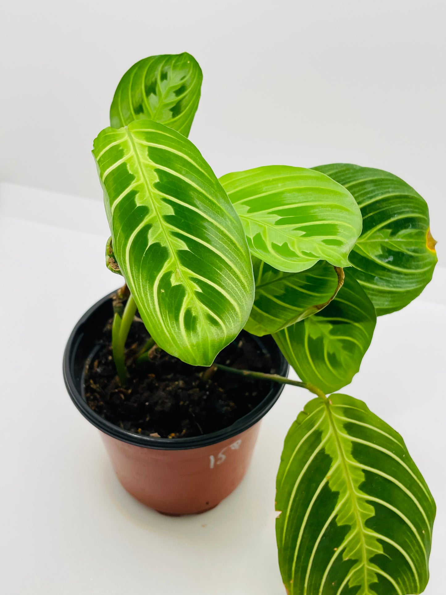 Maranta Lemon Lime