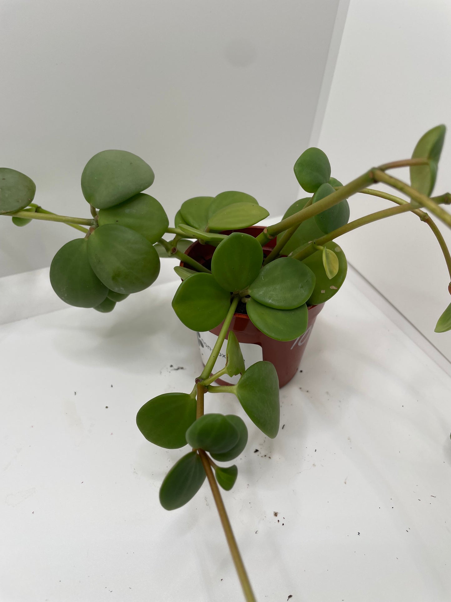 Peperomia Hope 3” pot