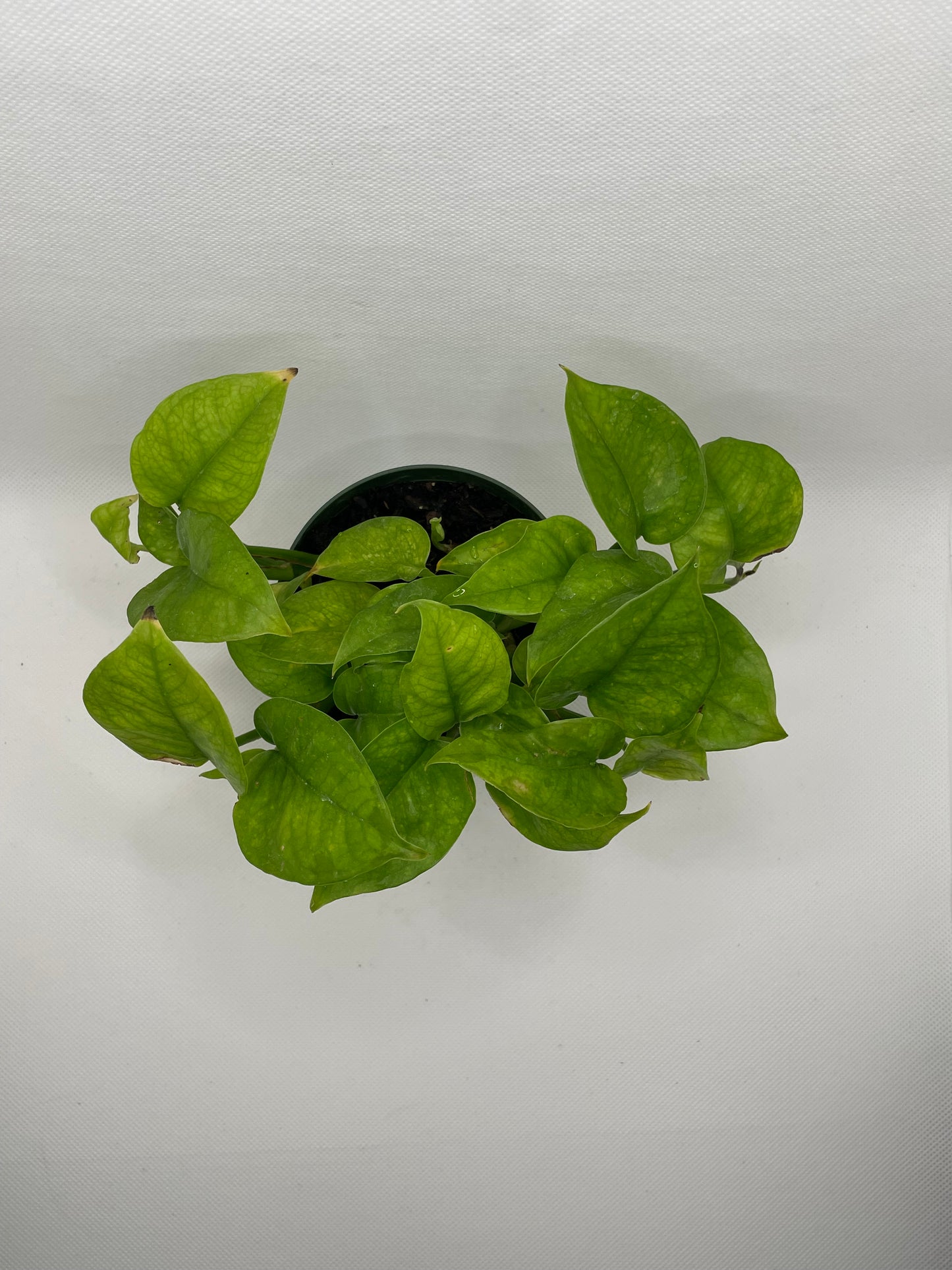 Emerald Pothos 4” pot