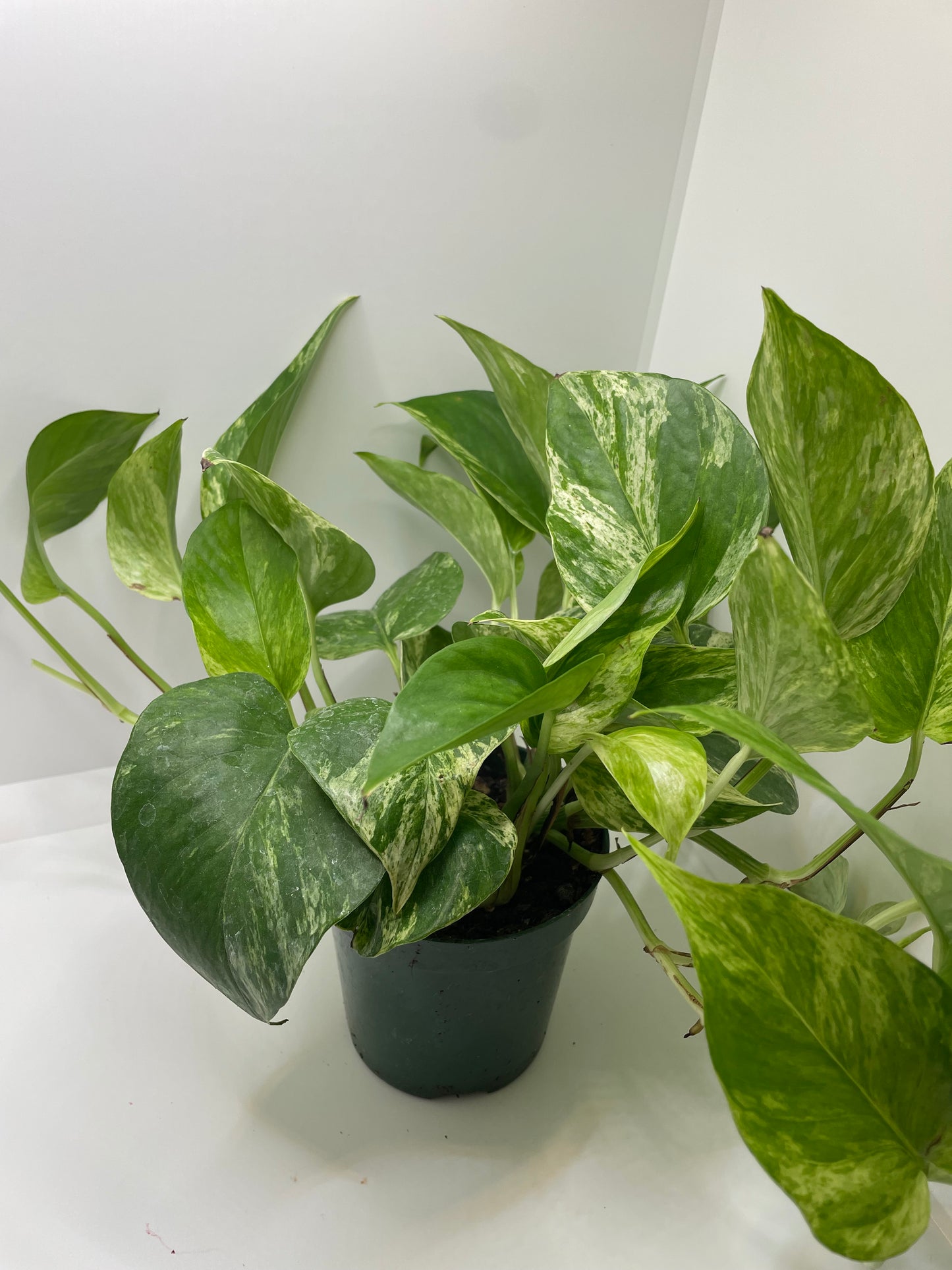 Marble Queen Pothos