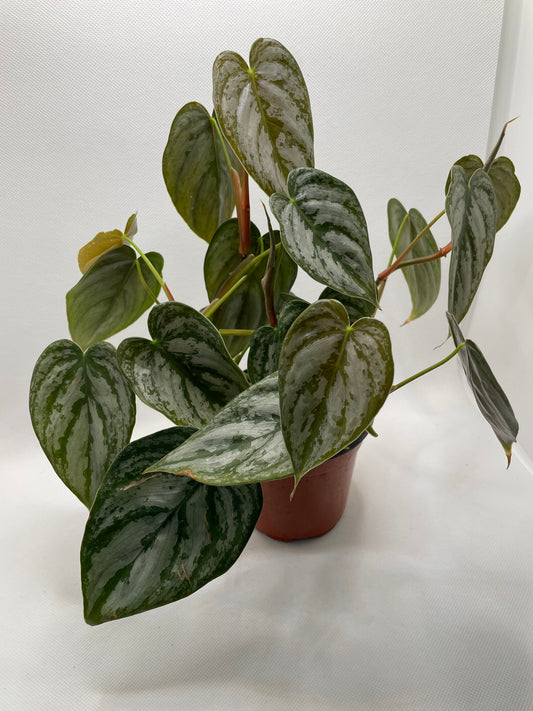 Philodendron Brandtianum 4” pot