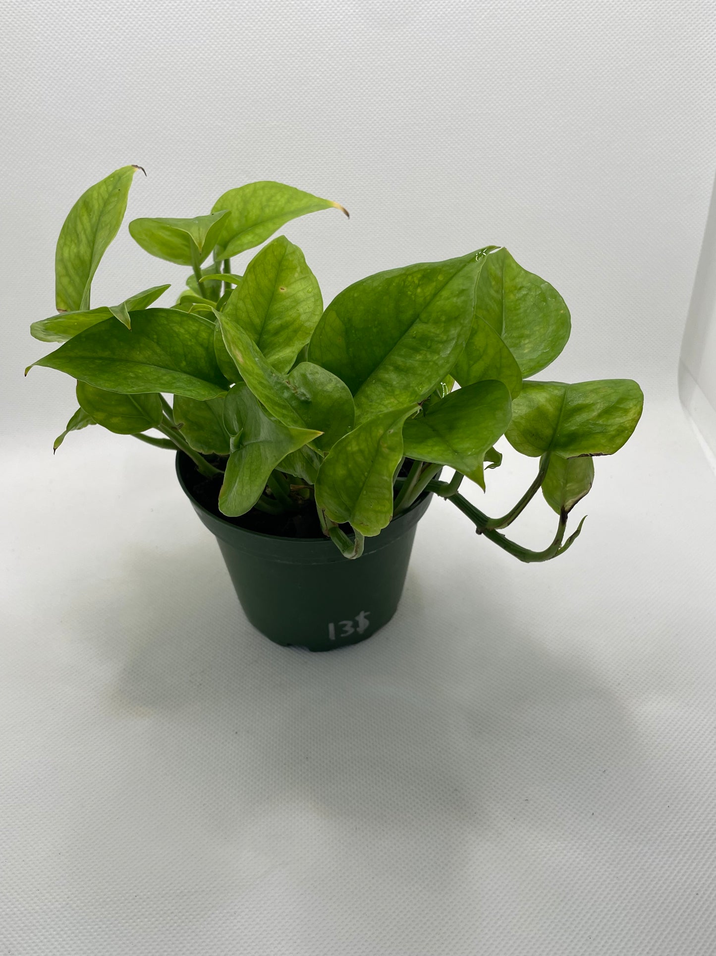 Emerald Pothos 4” pot