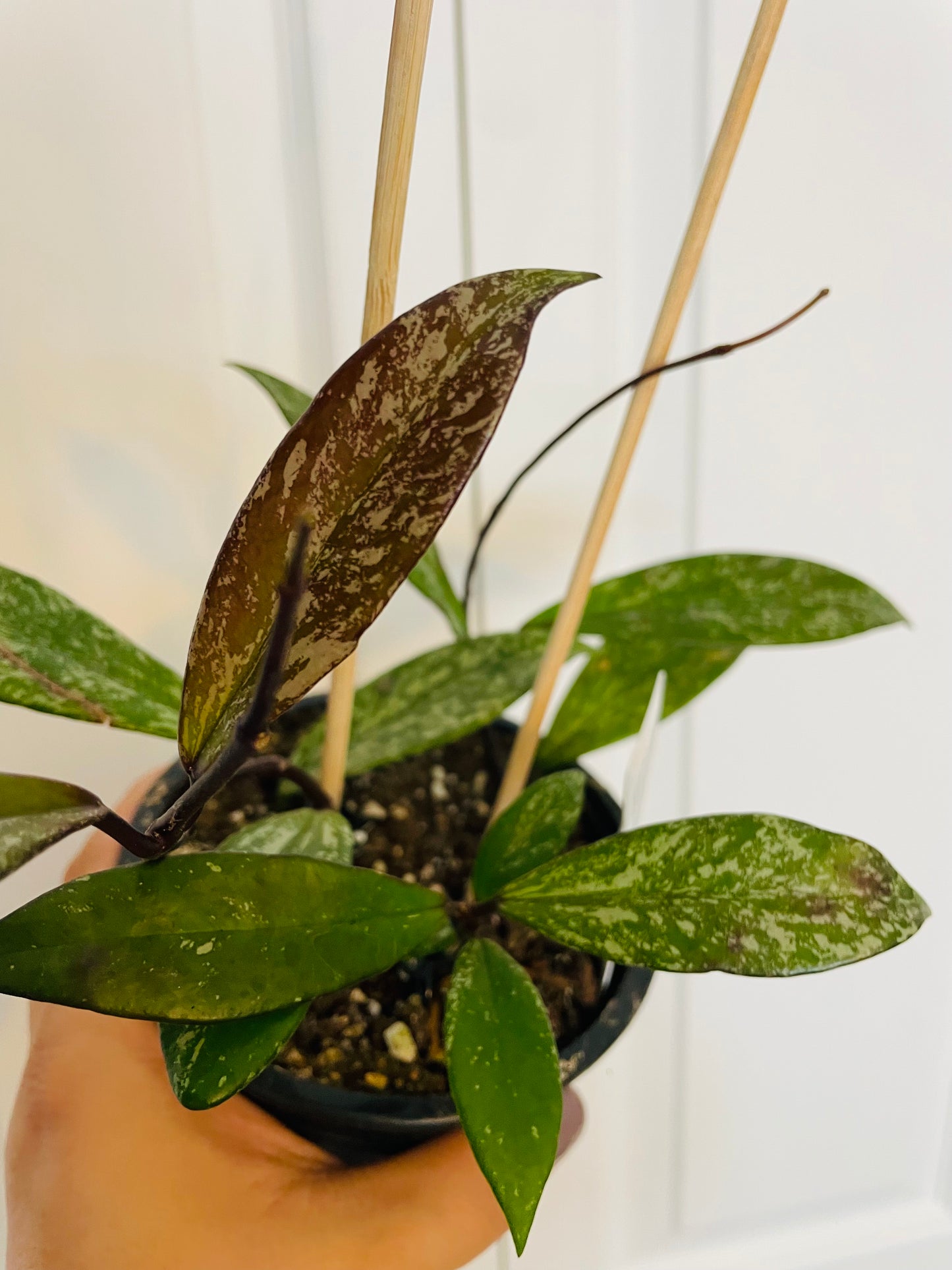 Hoya Pubicalyx Speckled 4” pot