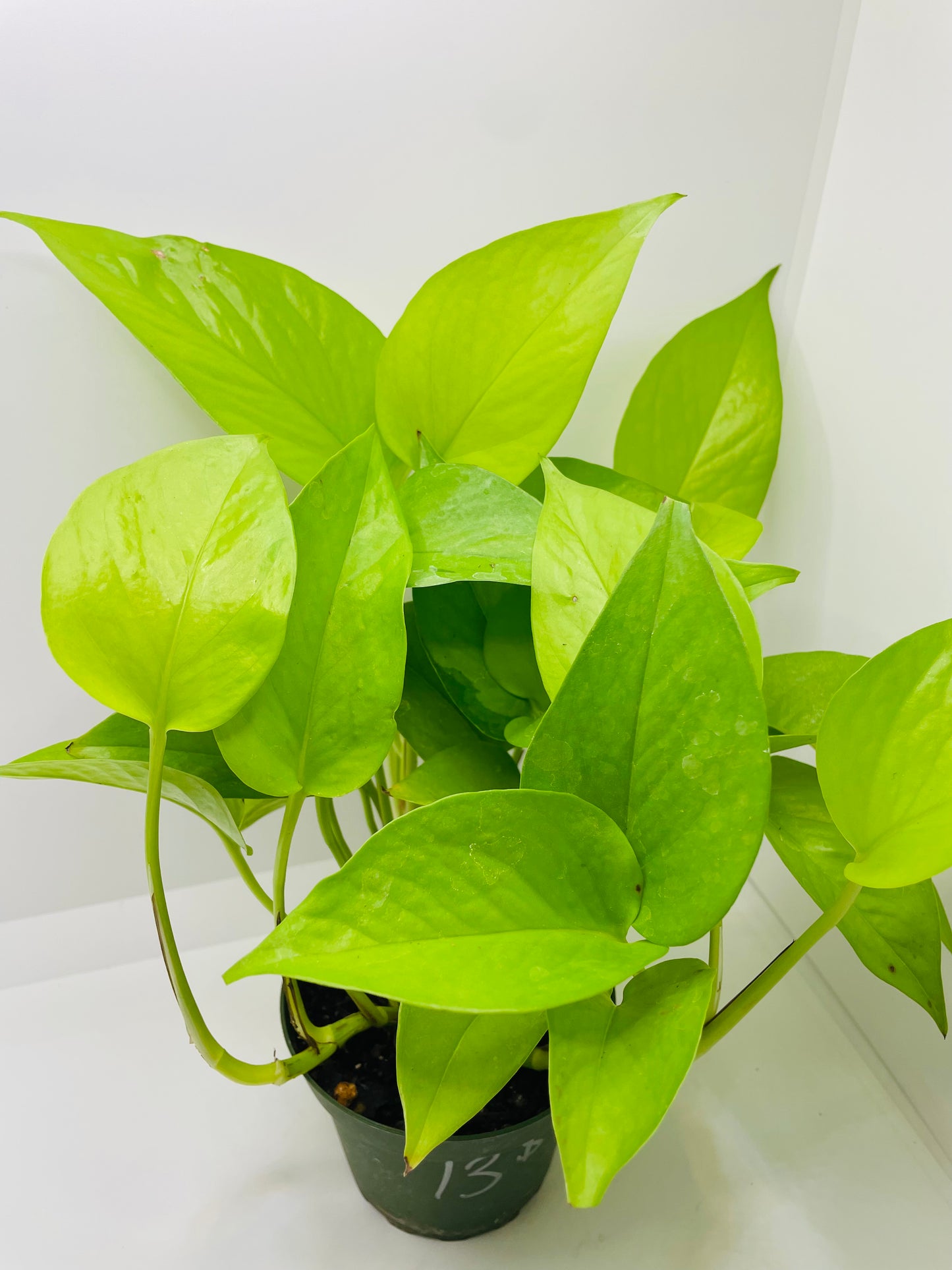 Neon Pothos