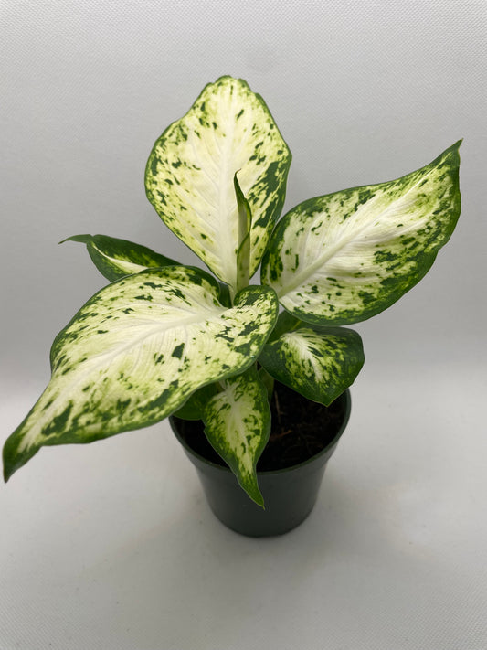 Dieffenbachia Amy 4” pot