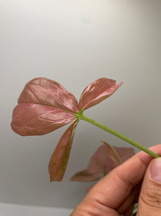 Syngonium Pink Perfection