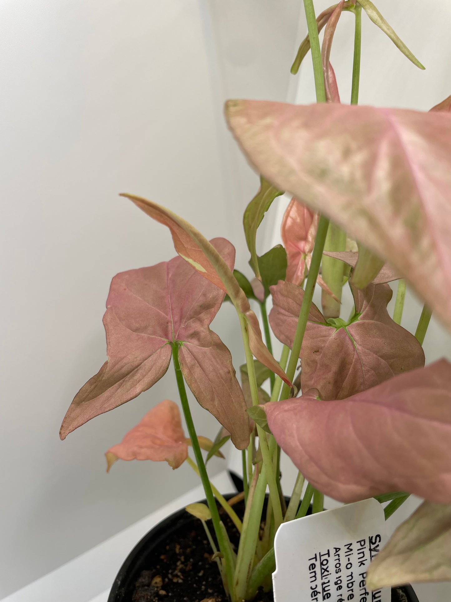 Syngonium Pink Perfection