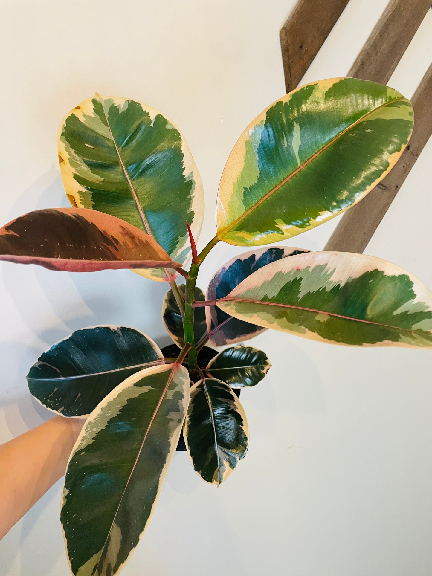 Ficus Ruby