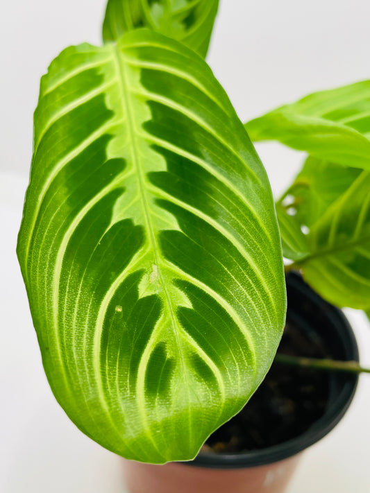 Maranta Lemon Lime