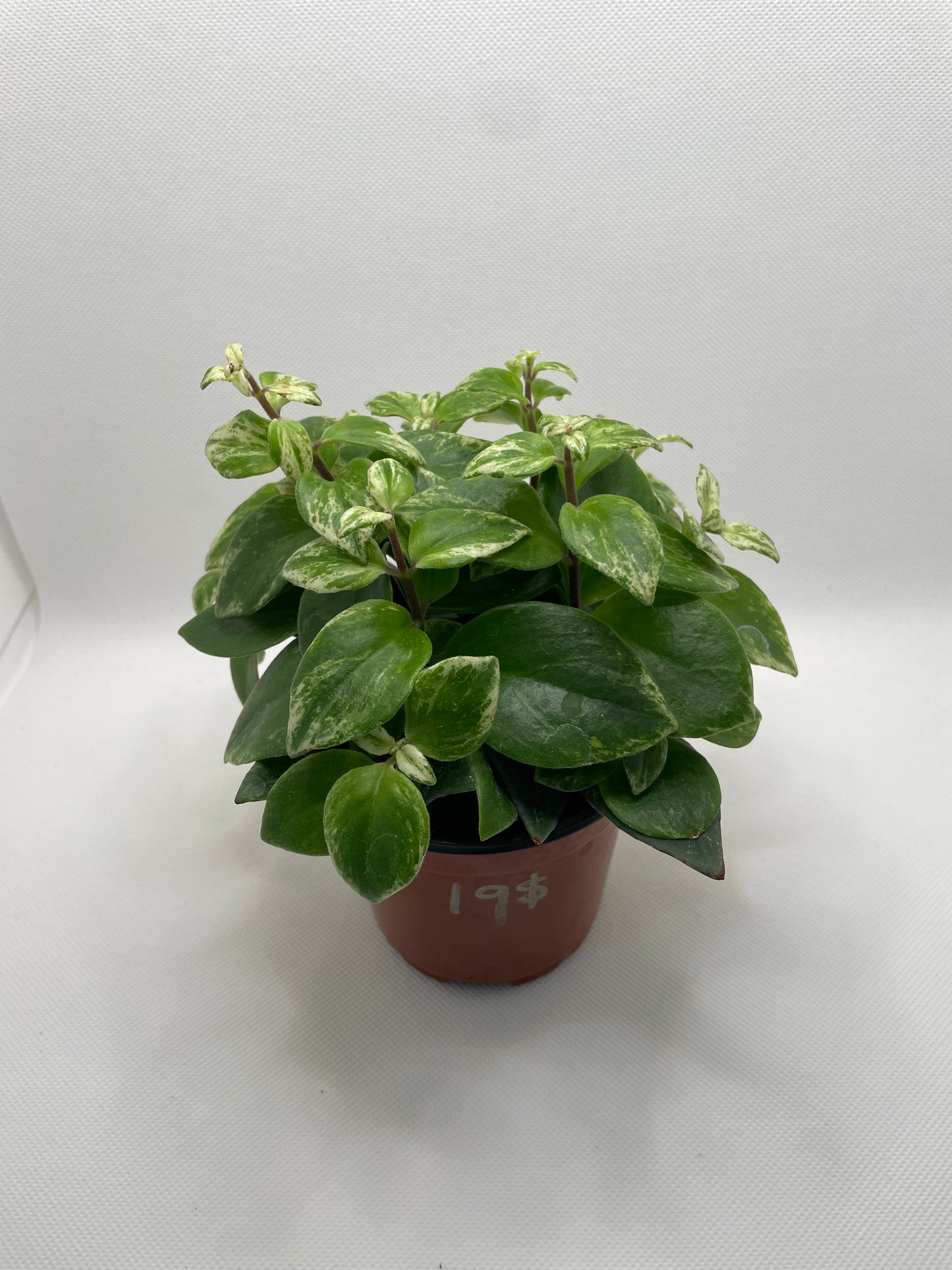 Lipstick Plant Variegated 4” pot