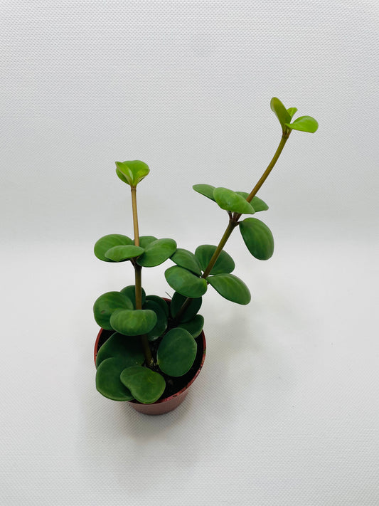 Peperomia Hope 3” pot